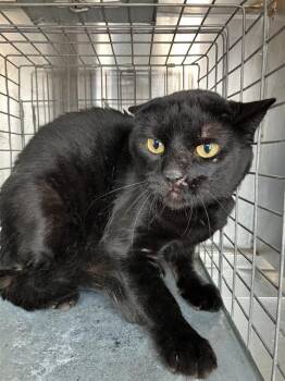 NYX -  Domestic Short Hair Cat for Adoption in Dallas, Texas - NYX | PetCurious