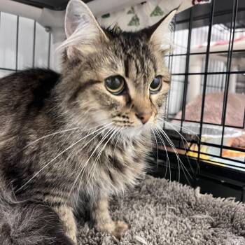 Zinnia -  Domestic Short Hair Cat for Adoption in Bentonville, Arkansas - Zinnia | PetCurious