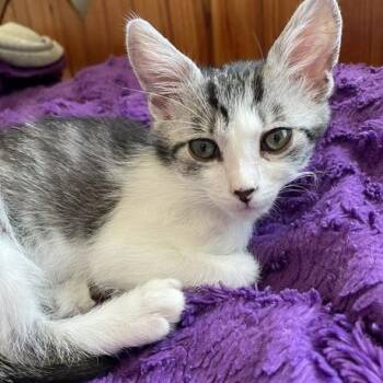 Momo Hyatt -  Domestic Short Hair Cat for Adoption in Eagle Mountain, Utah - Momo Hyatt | PetCurious