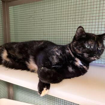 Bourbon & Audra (bonded pair) -  Domestic Short Hair Cat Available for Adoption in Cortland, New York - Bourbon & Audra (bonded Pair) | PetCurious