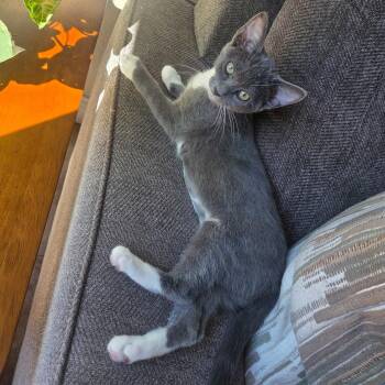 Maddie -  Domestic Short Hair Cat for Adoption in Antioch, California - Maddie | PetCurious