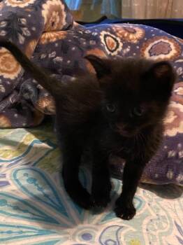 Truffle -  Domestic Short Hair Cat for Adoption in San Antonio, Texas - Truffle | PetCurious