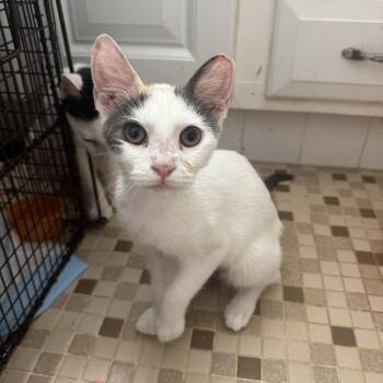 Miss Bobbi & Mr. Billy BONDED -  Domestic Short Hair Cat for Adoption in Boca Raton, Florida - Miss Bobbi & Mr. Billy BONDED | PetCurious