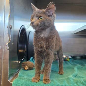 Carl -  Domestic Short Hair Cat for Adoption in Bristol, Indiana - Carl | PetCurious