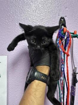Domestic Short Hair Cats Available for Adoption in El Paso, Texas - 60904506 | PetCurious