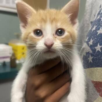 Briar -  Domestic Short Hair Cat for Adoption in Lenexa, Kansas - Briar | PetCurious