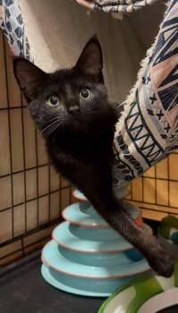 Clara -  Domestic Short Hair Cat for Adoption in North Haledon, New Jersey - Clara | PetCurious