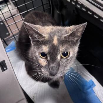 Building Rome -  Domestic Short Hair Cat for Adoption in Chicago, Illinois - Building Rome | PetCurious