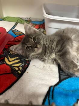 Abigail -  Domestic Long Hair Cat for Adoption in Leitchfield, Kentucky - Abigail | PetCurious