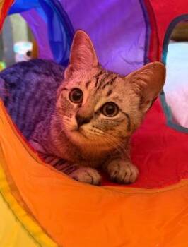 Barry -  Domestic Short Hair Cat for Adoption in Everett, Washington - Barry | PetCurious