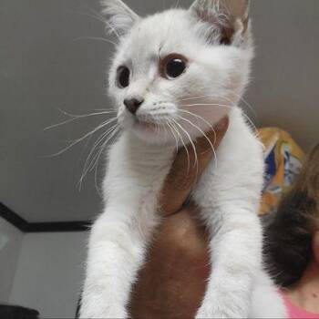 Fancy -  Domestic Short Hair Cat for Adoption in Westland, Michigan - Fancy | PetCurious
