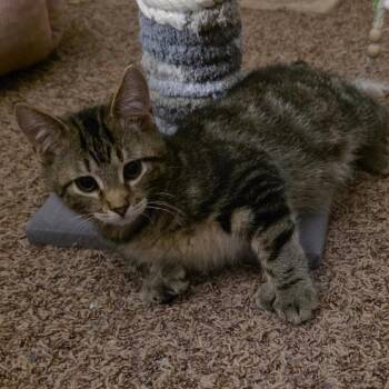 Ollie/Polly ARC2026-469 -  Extra Toes Cat Hemingway Polydactyl and Domestic Short Hair Cat for Adoption in Akron, New York - Ollie/Polly ARC2026-469 | PetCurious