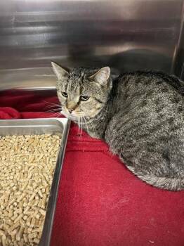 Domestic Short Hair Cats Available for Adoption in Casper, Wyoming - JUNO | PetCurious