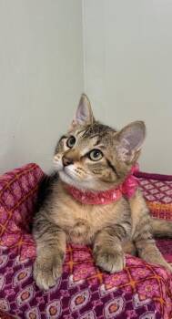 Jazzy -  Domestic Short Hair Cat for Adoption in Picayune, Mississippi - Jazzy | PetCurious