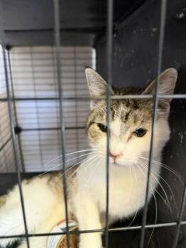 Domestic Short Hair Cats Available for Adoption in Klamath Falls, Oregon - Boeing | PetCurious