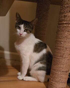 Rescue Domestic Short Hair Cats for Adoption - Daphne | PetCurious