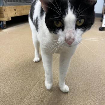 Sinny -  Domestic Short Hair Cat for Adoption in Ruckersville, Virginia - Sinny | PetCurious