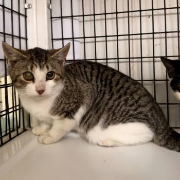 Rescue Domestic Short Hair Cats for Adoption in Trenton, New Jersey - Mallomar | PetCurious