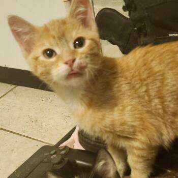 Bellanoir -  Domestic Short Hair Cat for Adoption in Springfield, Illinois - Bellanoir | PetCurious