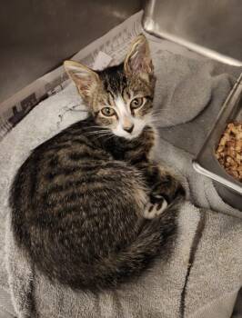 JASPER -  Domestic Short Hair Cat for Adoption in Hagerstown, Maryland - JASPER | PetCurious