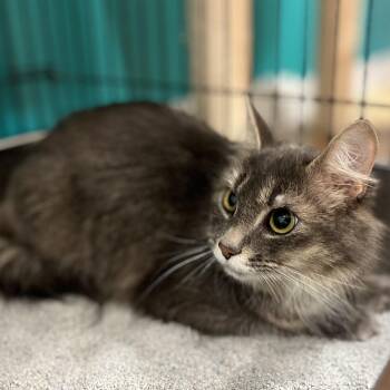 Dorothy -  British Longhair Cat for Adoption in Hull, Massachusetts - Dorothy | PetCurious