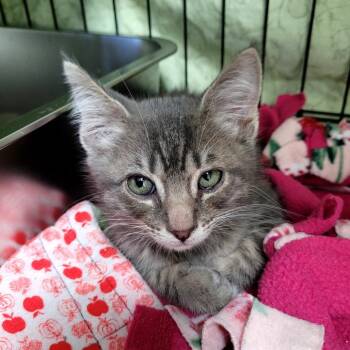 Leonard -  Domestic Short Hair Cat for Adoption in Belfair, Washington - Leonard | PetCurious