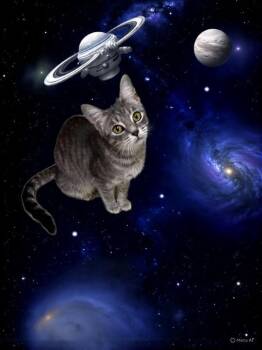 Rescue Domestic Short Hair and Tabby Cats for Adoption in Greensboro, North Carolina - Padme | PetCurious