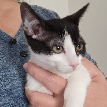 Rescue Domestic Medium Hair Cats for Adoption in Eagle Mountain, Utah - Giblet Orr | PetCurious