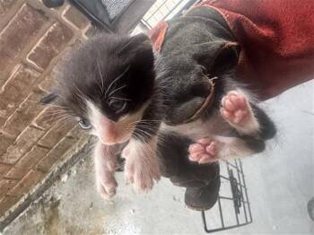 DELILAH -  Domestic Short Hair Cat for Adoption in Houston, Texas - DELILAH | PetCurious