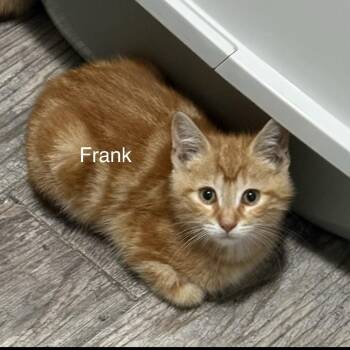 Frank -  Domestic Short Hair Cat for Adoption in Buffalo, New York - Frank | PetCurious