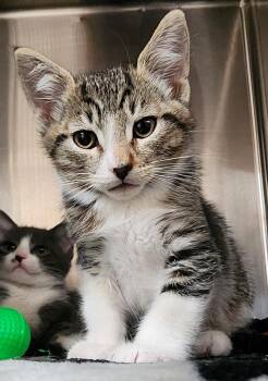 Bramble -  Domestic Medium Hair Cat for Adoption in Cottonwood, Arizona - Bramble | PetCurious