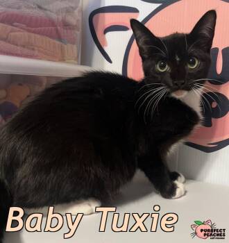 Domestic Short Hair Cats Available for Adoption - Baby Tuxie | PetCurious