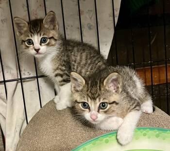 Rescue Tabby Cats for Adoption in Bethel, Connecticut - Sienna | PetCurious