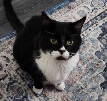 Rescue Domestic Short Hair Cats for Adoption in Eugene, Oregon - Tucker | PetCurious