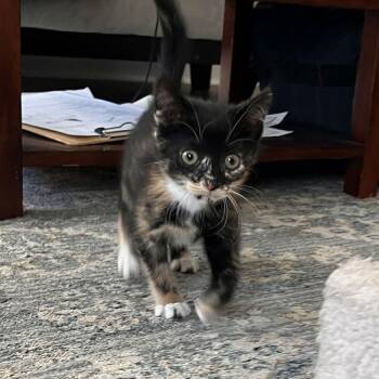 Domestic Short Hair Cats Available for Adoption - Firefly | PetCurious
