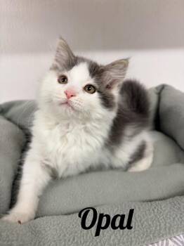 Opal -  Domestic Long Hair Cat for Adoption in Manistee, Michigan - Opal | PetCurious