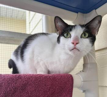 Domestic Short Hair Cats Available for Adoption in Kingsland, Georgia - Holstein | PetCurious