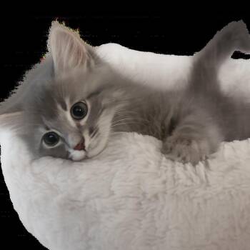 Earl -  Domestic Long Hair Cat for Adoption in Bel Air, Maryland - Earl | PetCurious