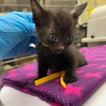 Tinker 26-06-164 -  Domestic Short Hair Cat for Adoption in Bastrop, Texas - Tinker 26-06-164 | PetCurious