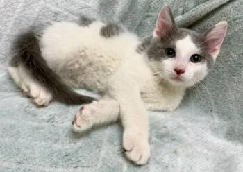 Sam -  Domestic Short Hair Cat for Adoption in Gary, Indiana - Sam | PetCurious