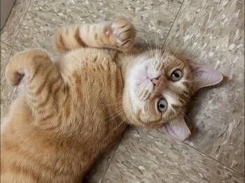 Honey -  Domestic Short Hair Cat for Adoption in Pearland, Texas - Honey | PetCurious
