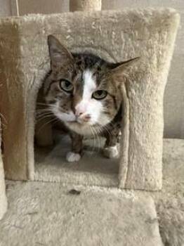 Myles -  Domestic Short Hair Cat Available for Adoption in Parsippany-troy Hills, New Jersey - Myles | PetCurious