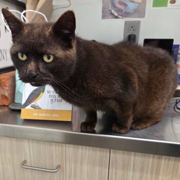 Domestic Short Hair Cats Available for Adoption - Midnight | PetCurious