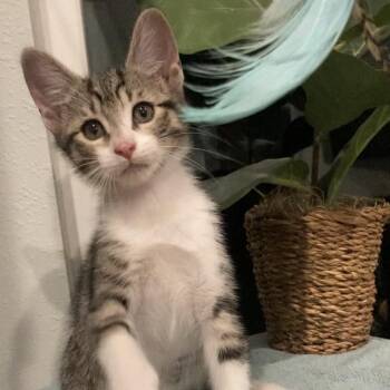 Breeze Haines-fa -  Domestic Short Hair Cat Available for Adoption in Tallahassee, Florida - Breeze Haines-fa | PetCurious