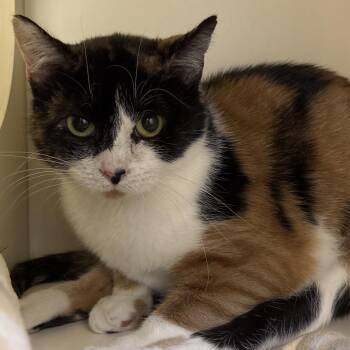Hilly -  Domestic Short Hair Cat for Adoption in Naperville, Illinois - Hilly | PetCurious