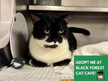 FANG -  Domestic Short Hair Cat Available for Adoption in Fort Wayne, Indiana - FANG | PetCurious