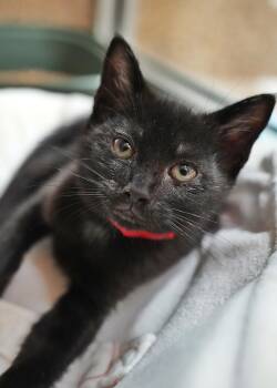 Domestic Short Hair Cats Available for Adoption in Aiken, South Carolina - Berlioz 62611 | PetCurious