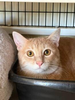 LJ ( Tommy ) -  Domestic Short Hair Cat for Adoption in St. Augustine, Florida - LJ ( Tommy ) | PetCurious