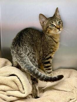 Fred -  Domestic Short Hair Cat for Adoption in Mobile, Alabama - Fred | PetCurious