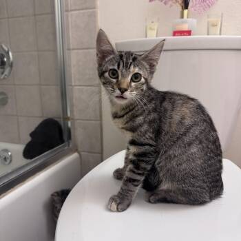 Bebe -  Domestic Medium Hair Cat Available for Adoption in San Diego, California - Bebe | PetCurious